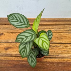 Calathea V.7