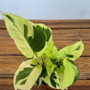 Calathea Fusion Yellow V.7
