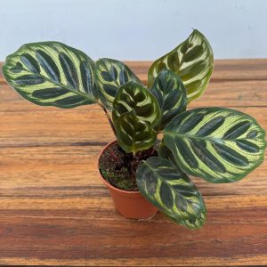 Calathea Makoyana V.7