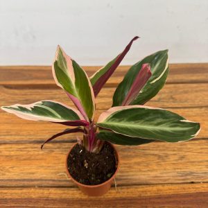 Calathea 'Triostar' V.7