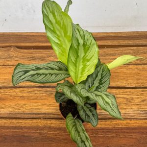 Calathea 'Pinstripe' V.7