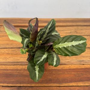 Calathea 'Medallion' V.7