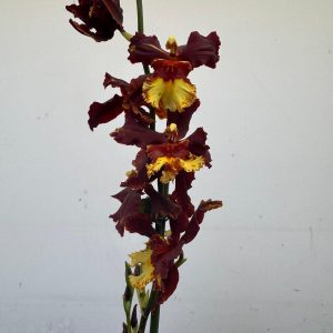 Cambria 1 Haste - V.12