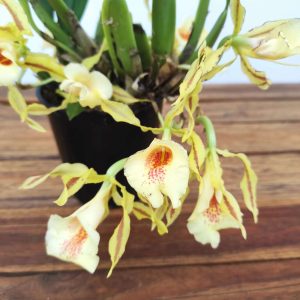 Trichophylla Tortilis
