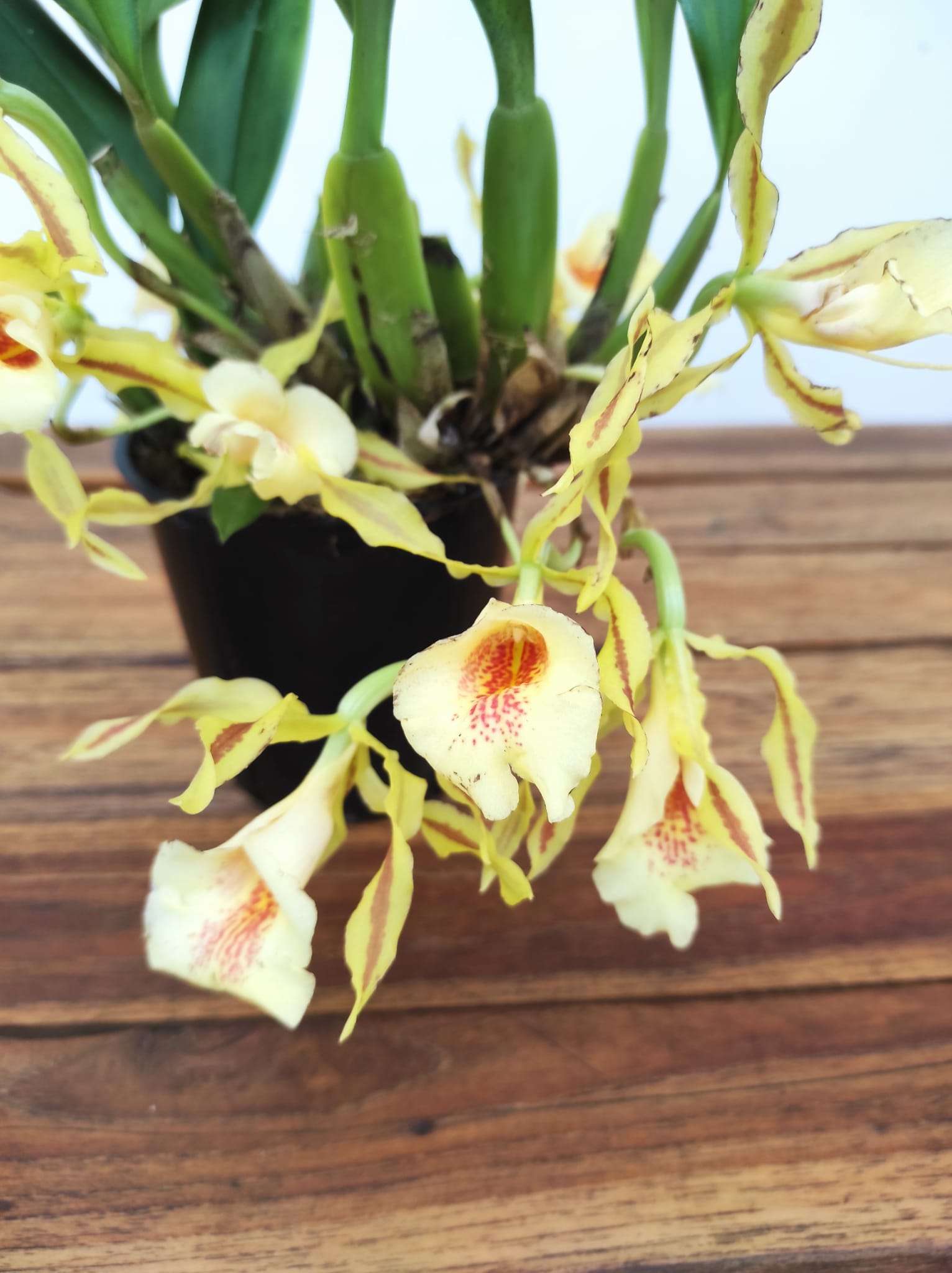 Trichophylla Tortilis