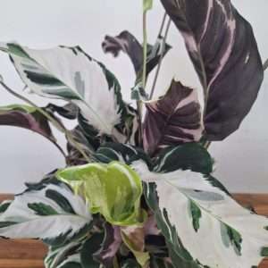 Calathea 'Stella' V.17