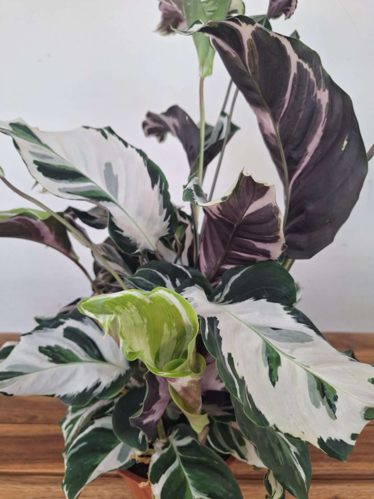 Calathea 'Stella' V.17