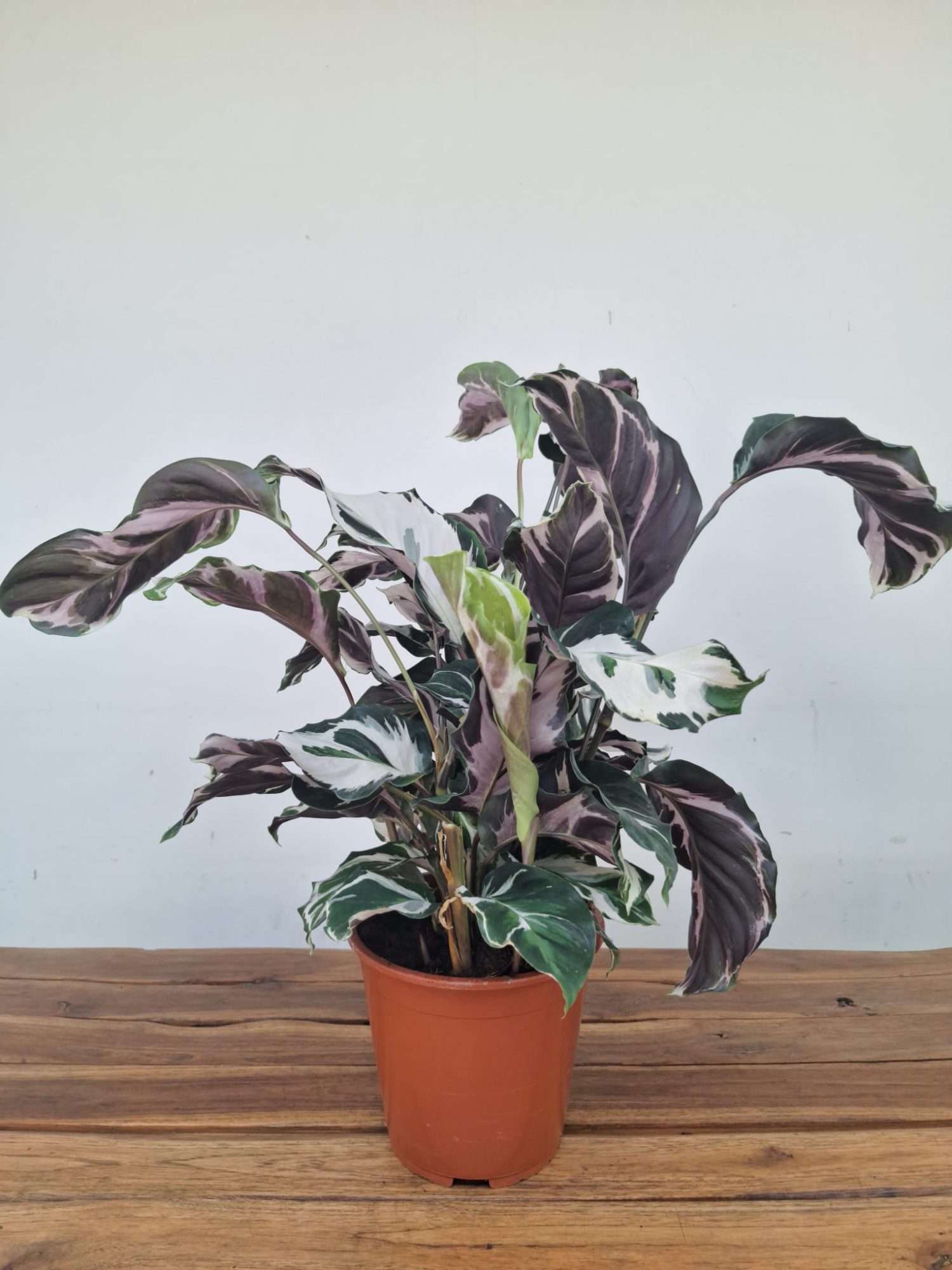 Calathea 'Stella' V.17 - Image 2