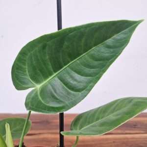 Anthurium Veitchii V.12