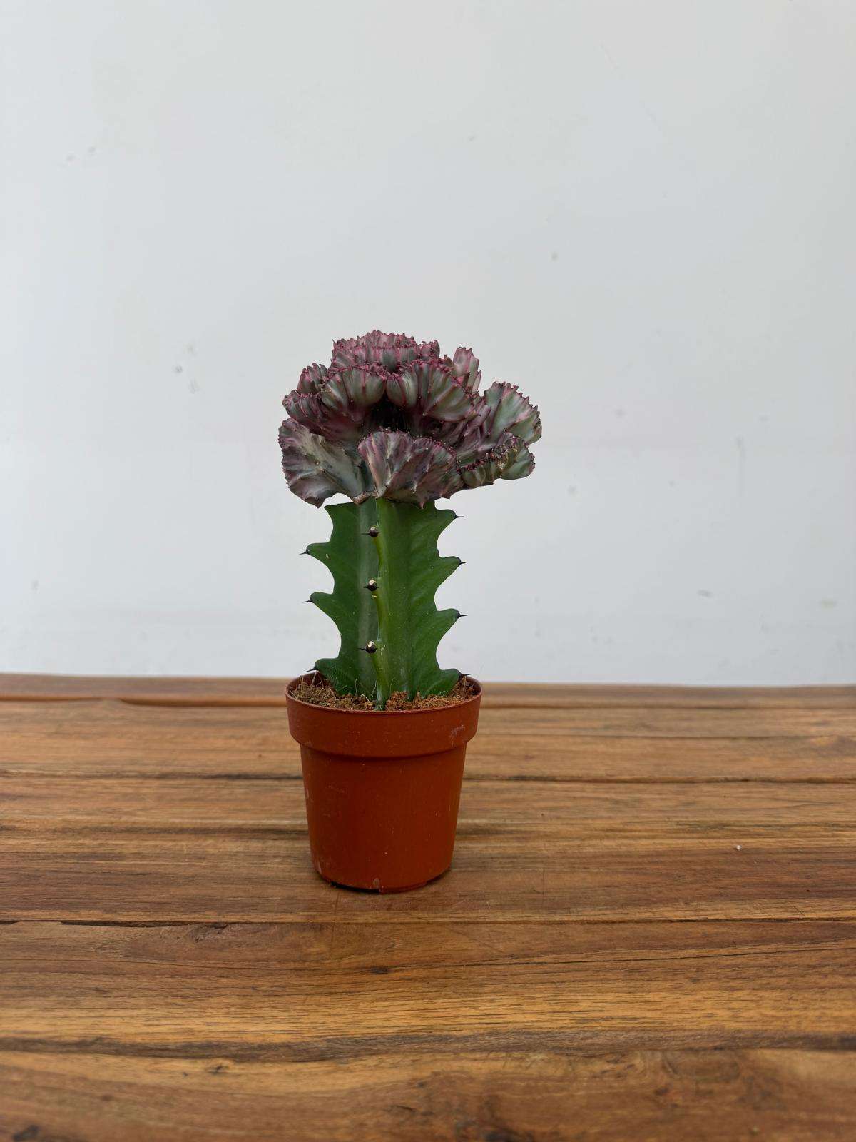 Euphorbia Lactea Cristata - V.8 - Image 2