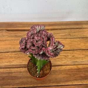 Euphorbia Lactea Cristata - V.8