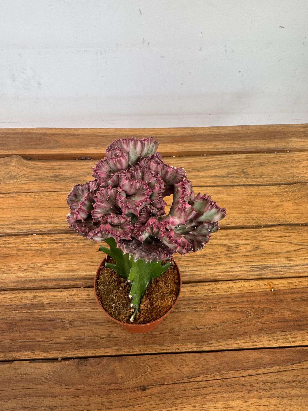 Euphorbia Lactea Cristata - V.8