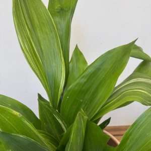 Aspidistra 'Variegata'