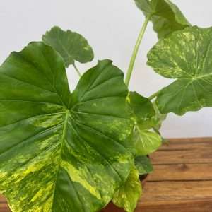 Alocasia Odora Variegata 'Yellow' - V.19