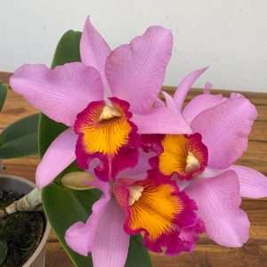 Cattleya V.12