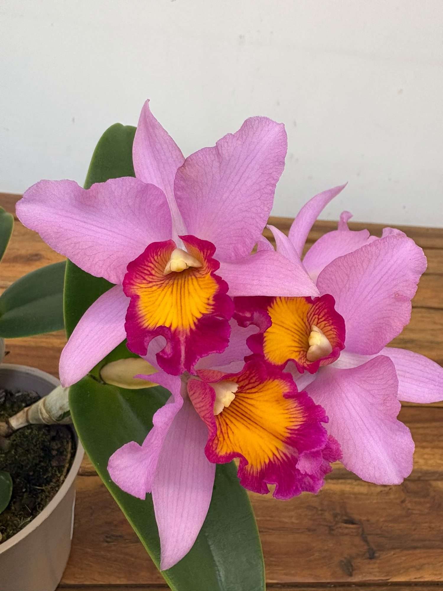 Cattleya V.12