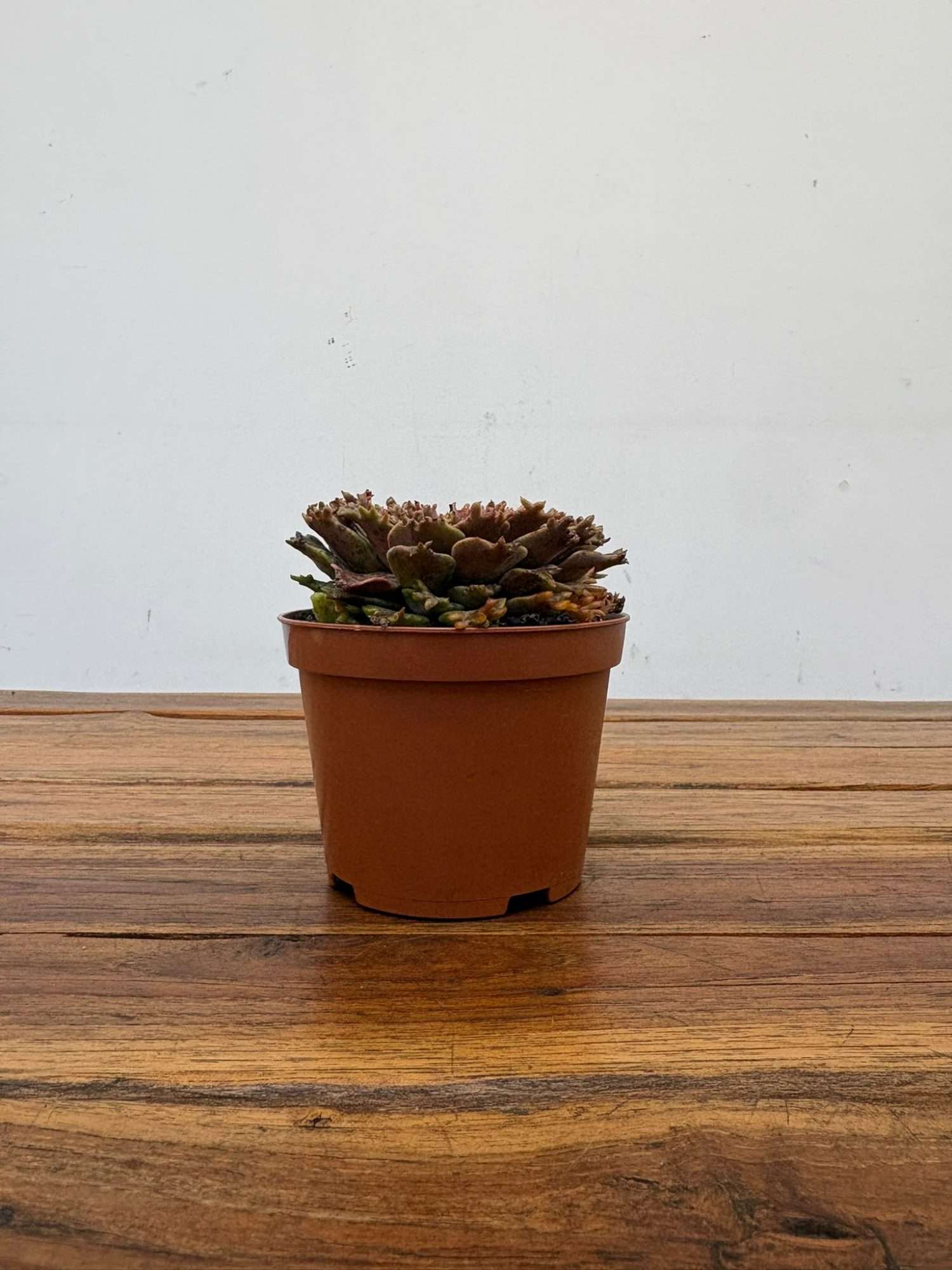 Echeveria Graptoveria Starfire - V.10 - Image 2