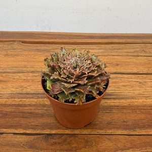 Echeveria Graptoveria Starfire - V.10