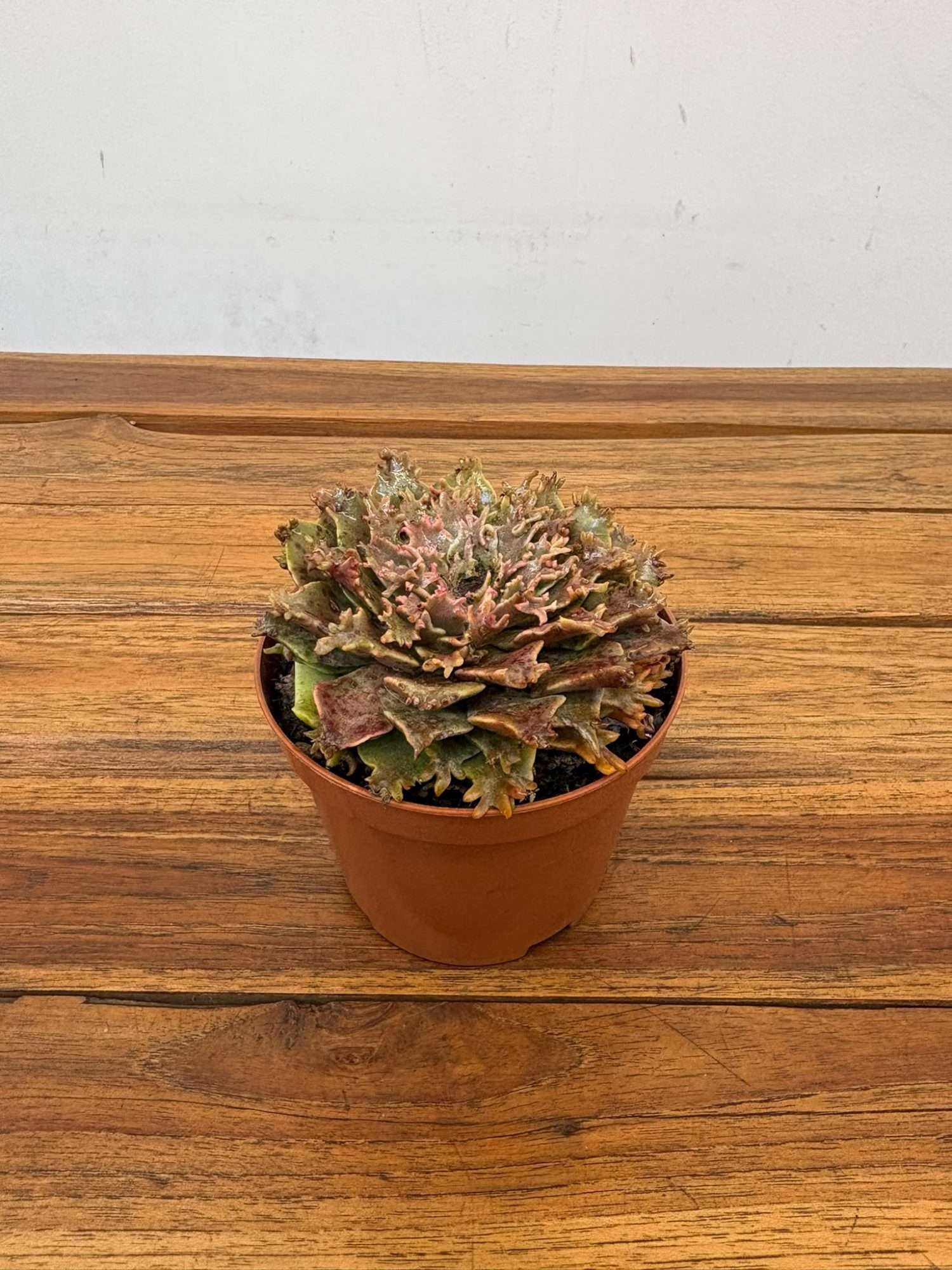 Echeveria Graptoveria Starfire - V.10