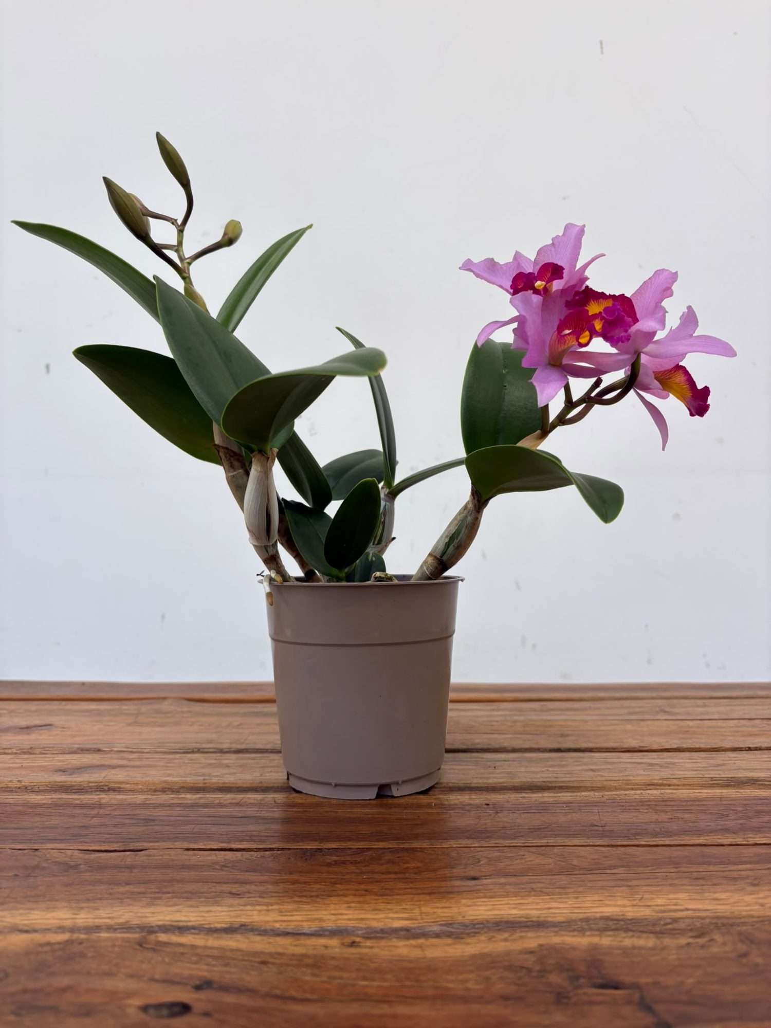Cattleya V.12 - Image 2