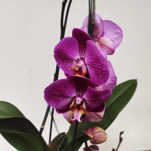 Phalaenopsis Cascade - 1 Haste
