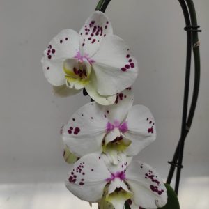Phalaenopsis Cascade - 1 Haste