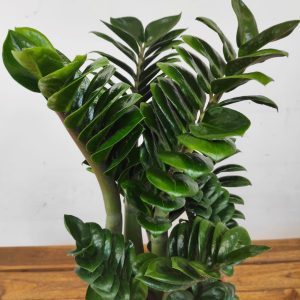 Zamioculcas Zamiifolia 'Zenzi'
