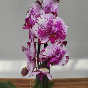 Phalaenopsis Cascade - 1 Haste