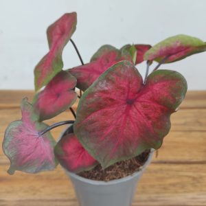 Caladium 'Red Heart'