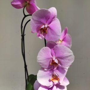 Phalaenopsis Cascade - 1 Haste
