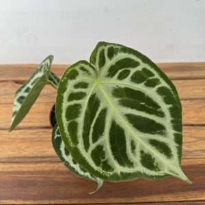 Anthurium Silver Blush