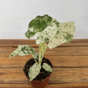 Alocasia Odora Variegata