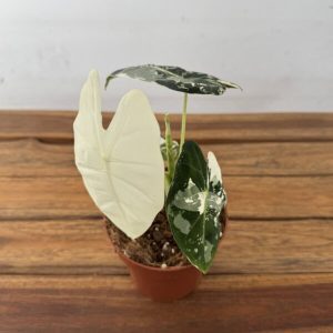 Alocasia Frydek Variegata - V.12