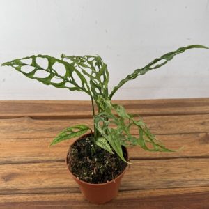 Monstera Obliqua Peru V.12