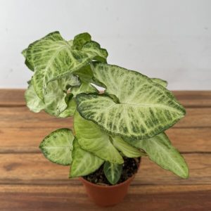 Syngonium White Butterfly