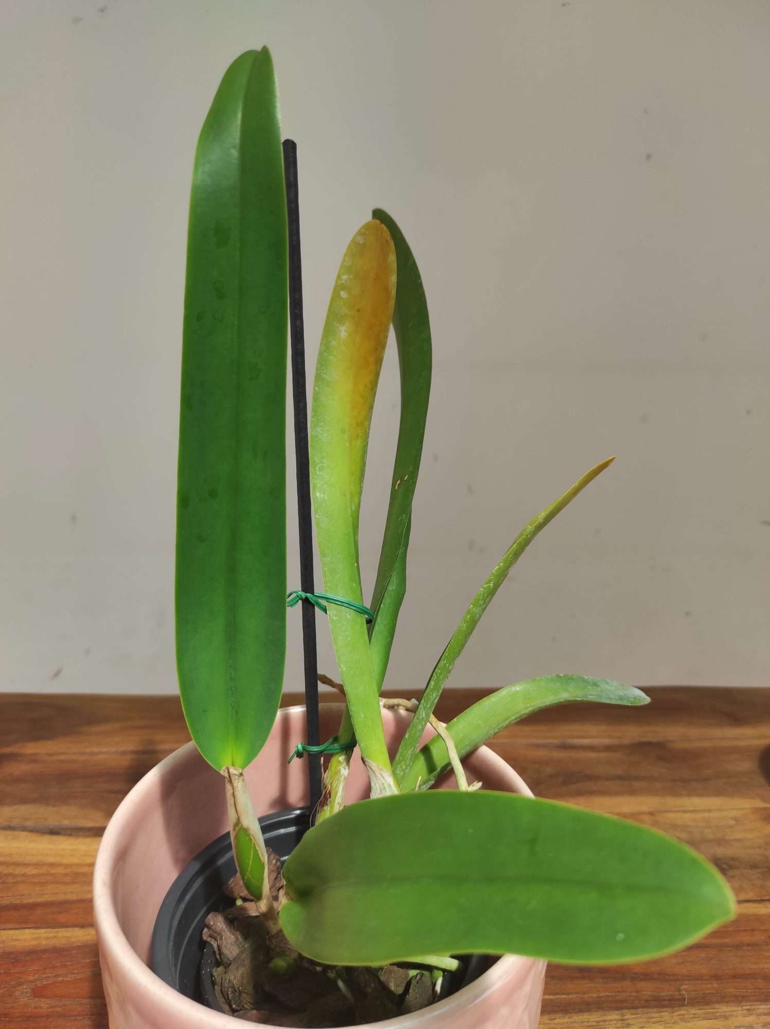 Cattleya C. G. Roebling (1895) 'Blue Indigo' - Sem Flor - Image 3