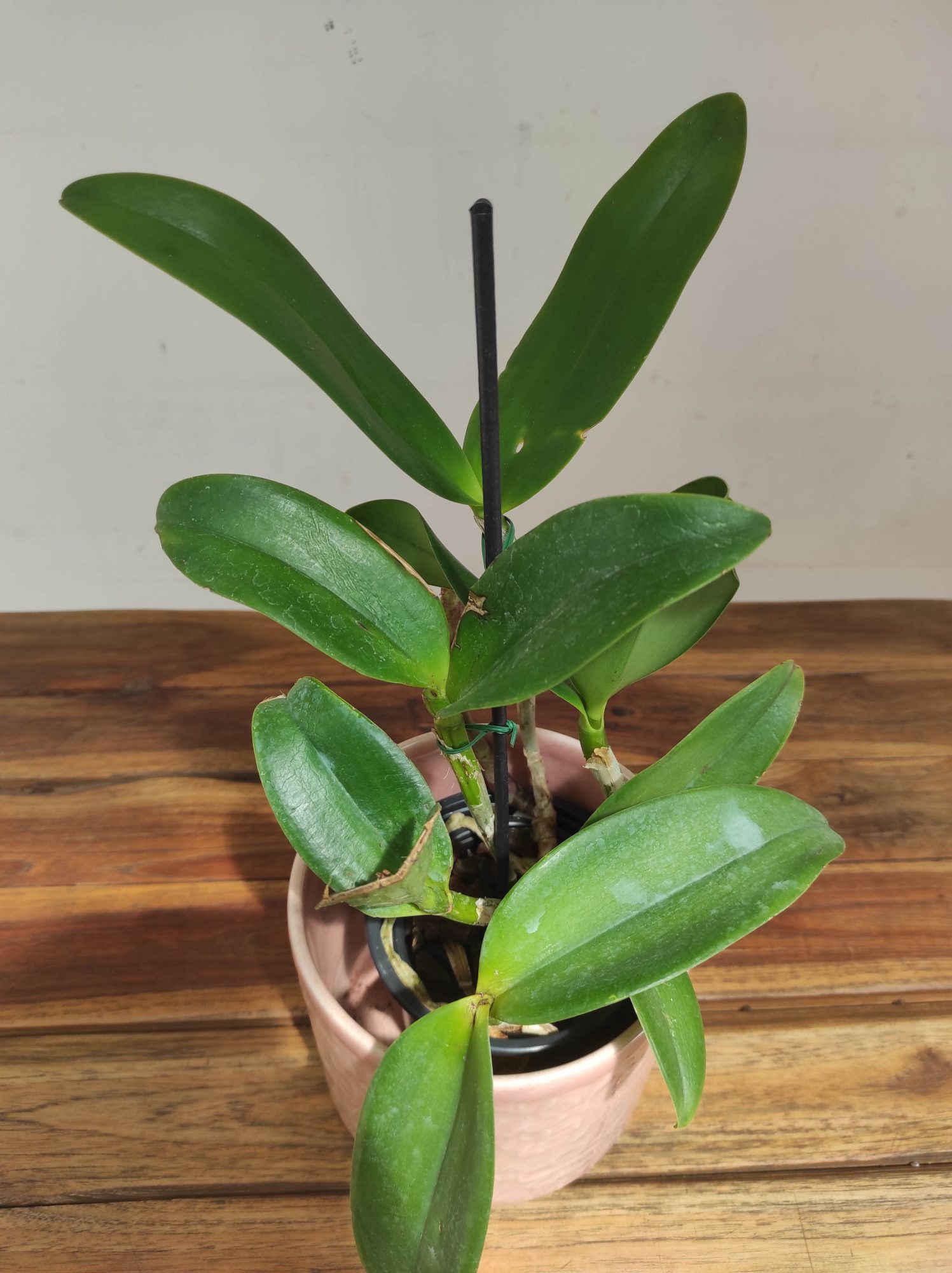Rhyncholaeliocattleya Water Song 'Loli Cat' - Sem Flor - Image 3