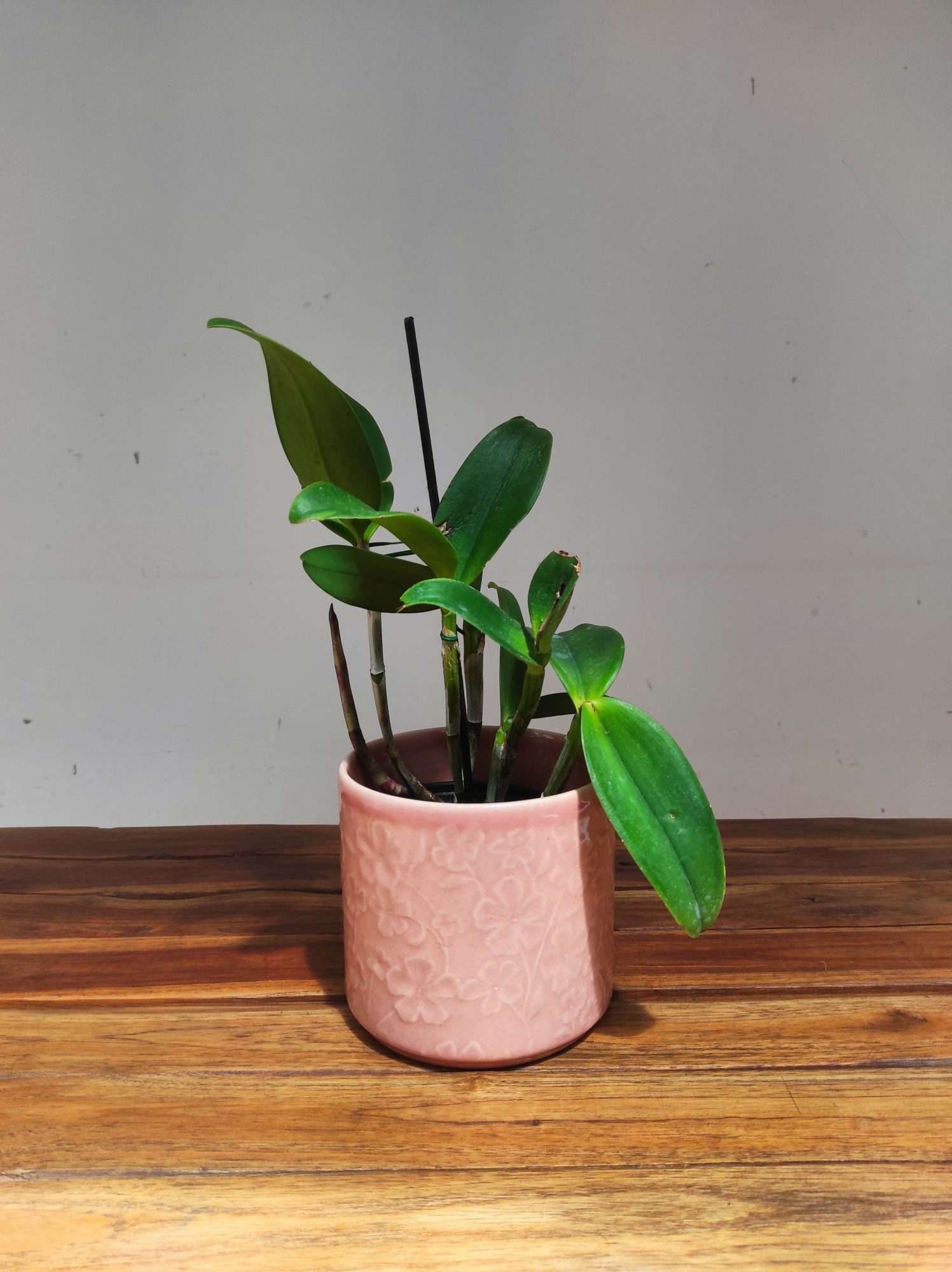 Rhyncholaeliocattleya Water Song 'Loli Cat' - Sem Flor - Image 2