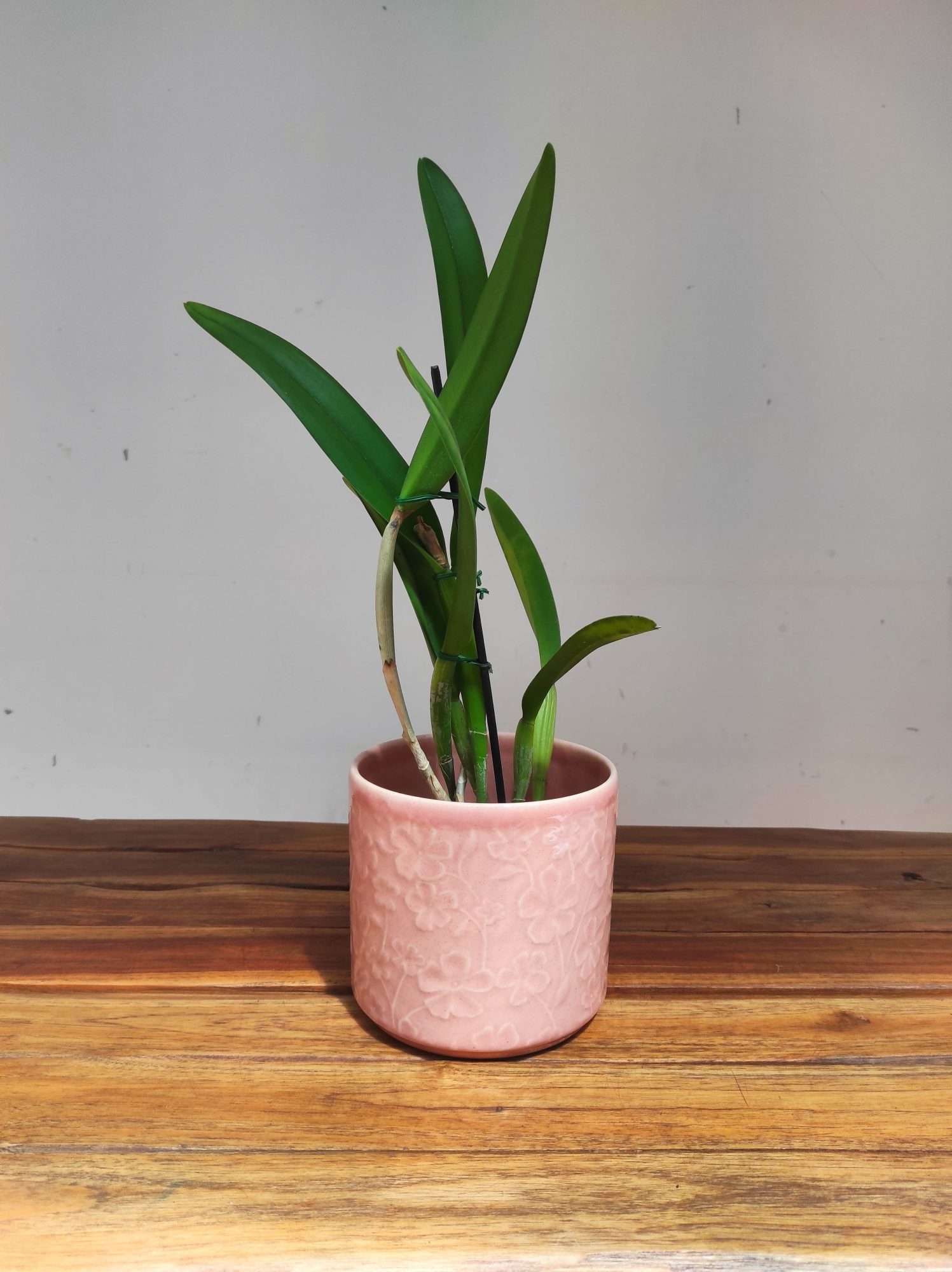 Rhyncholaeliocattleya Golf Green 'Hair Pig' - Sem Flor - Image 2