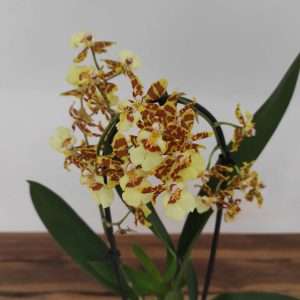 Orchids Cascade