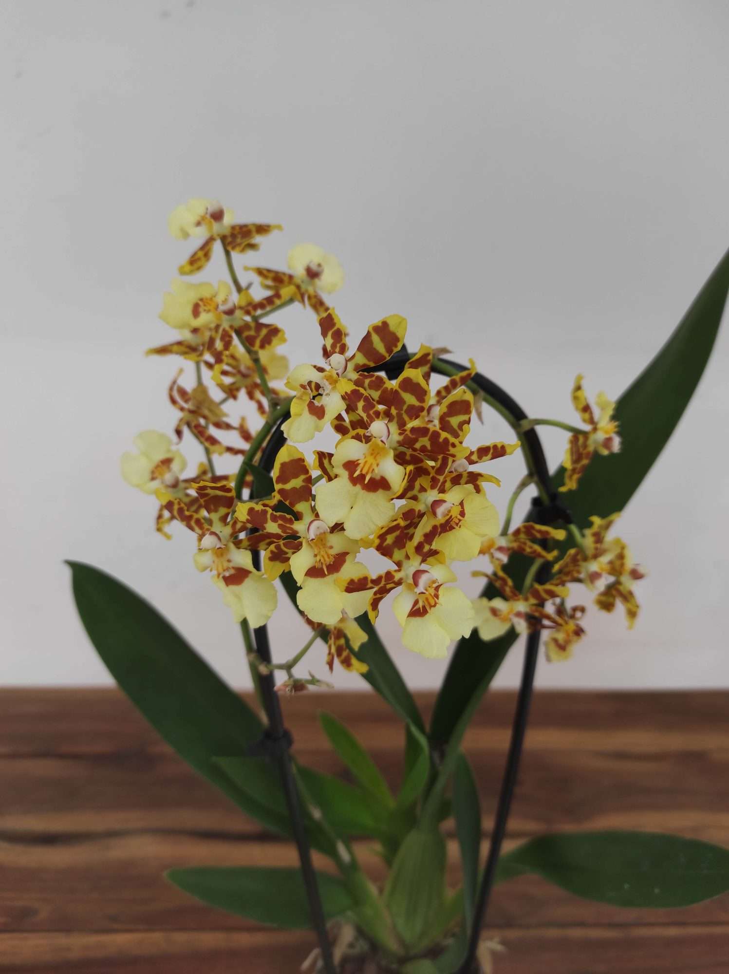 Orchids Cascade