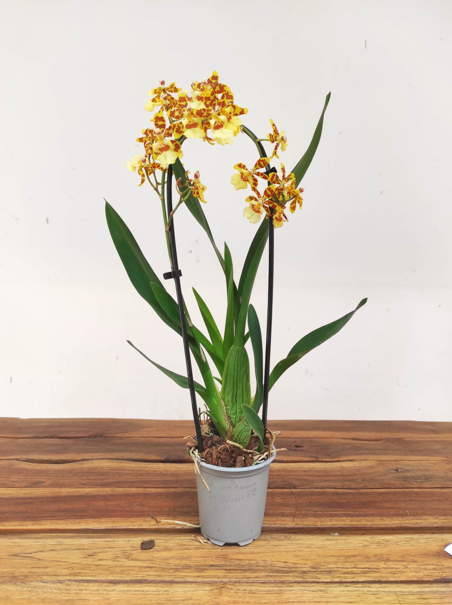 Orchids Cascade - Image 2