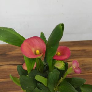 Zantedeschia - Jarro