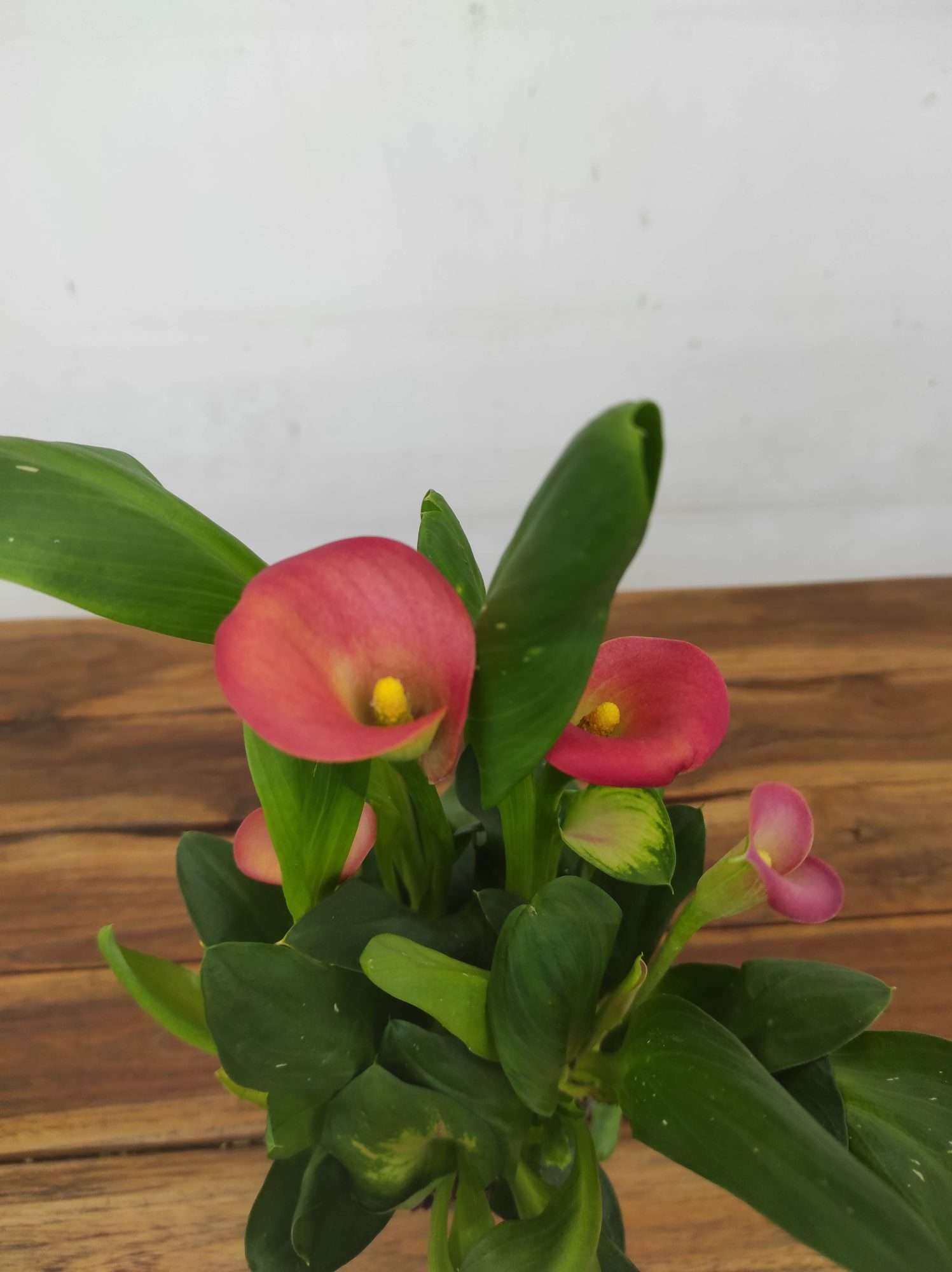 Zantedeschia - Jarro