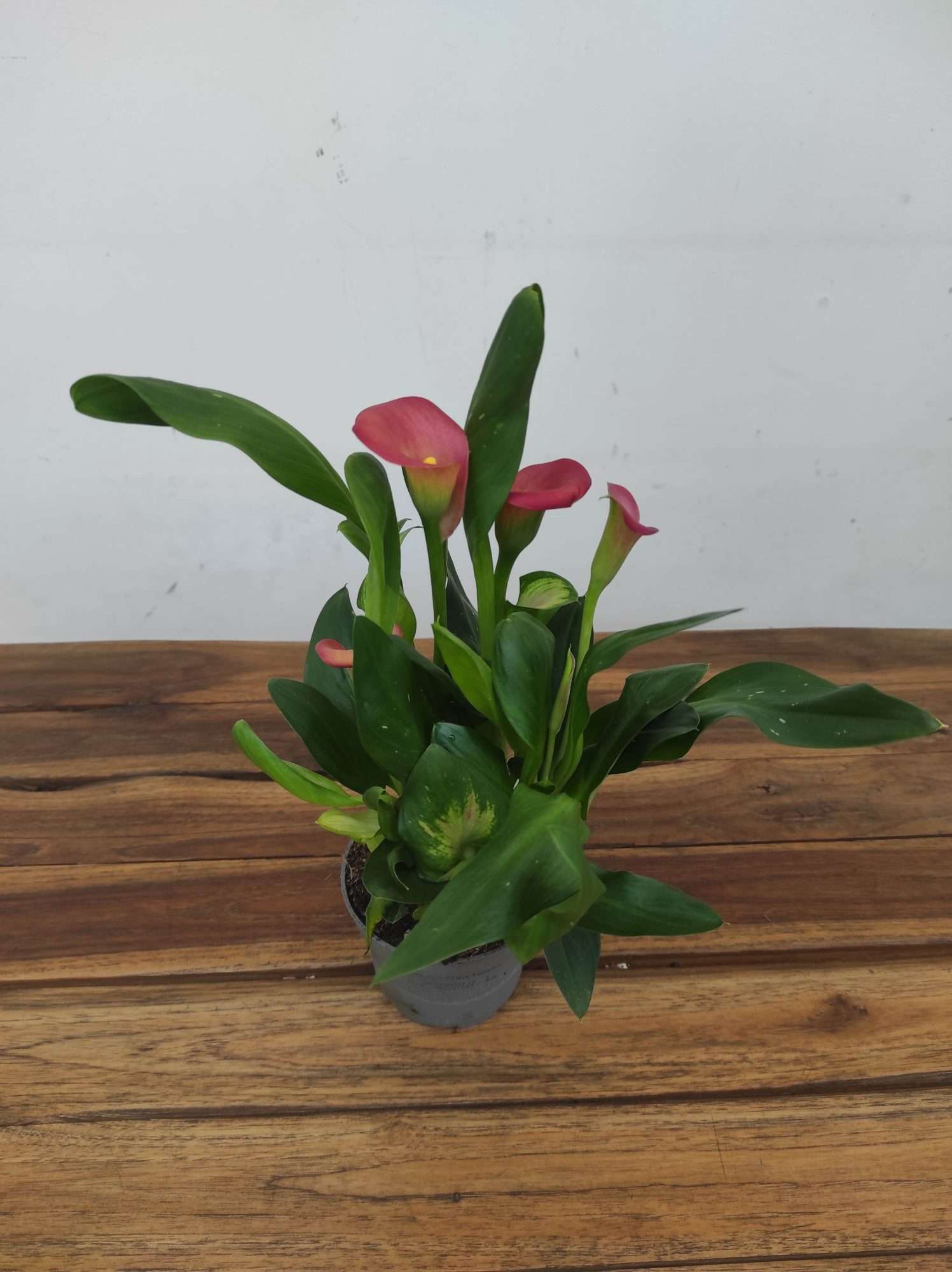 Zantedeschia - Jarro - Image 2