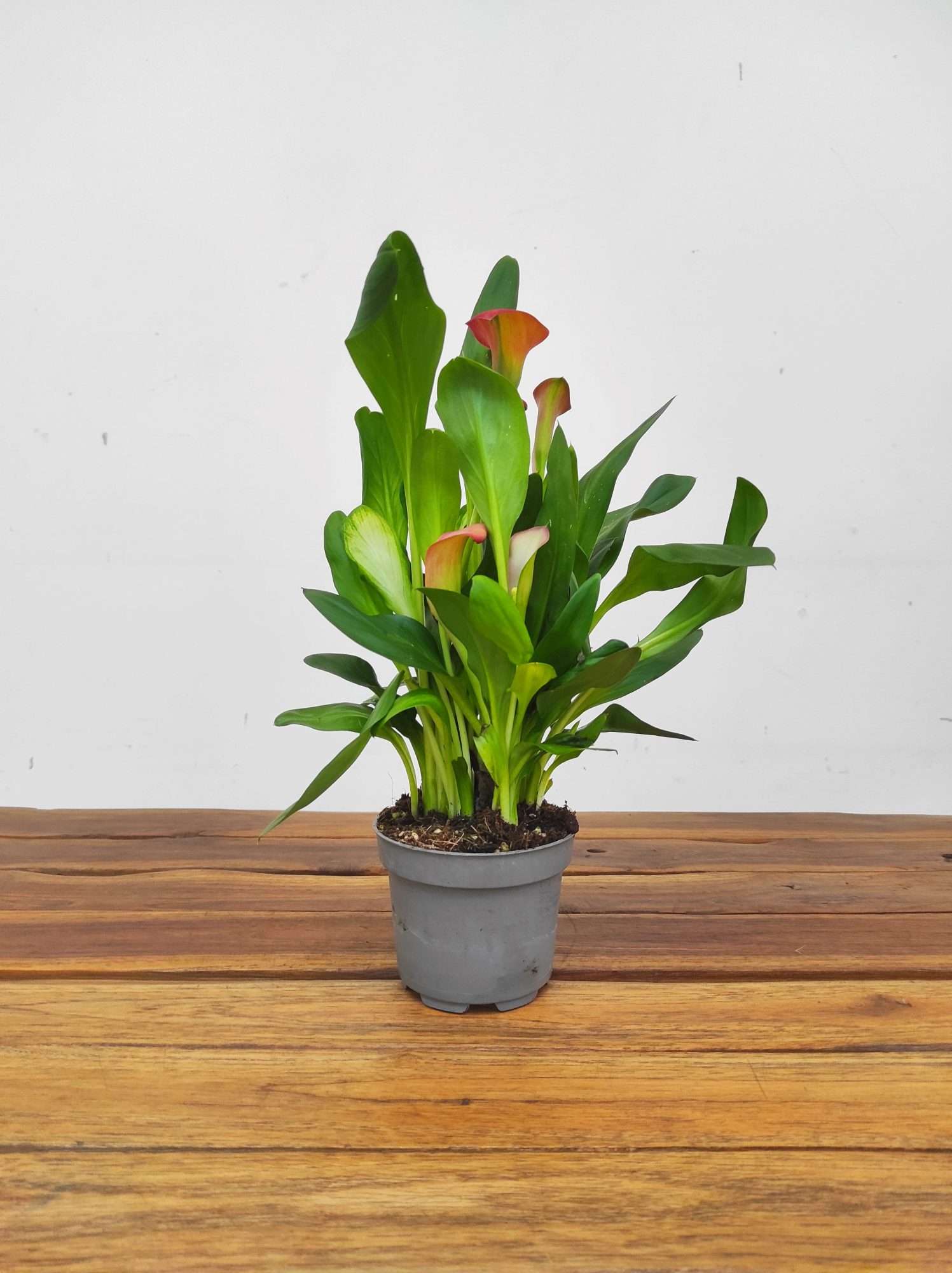 Zantedeschia - Jarro - Image 3