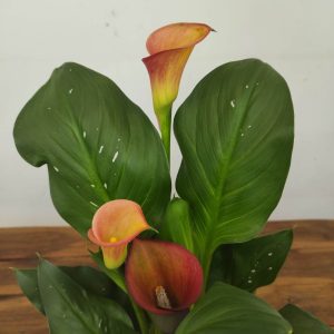 Zantedeschia - Jarro laranja