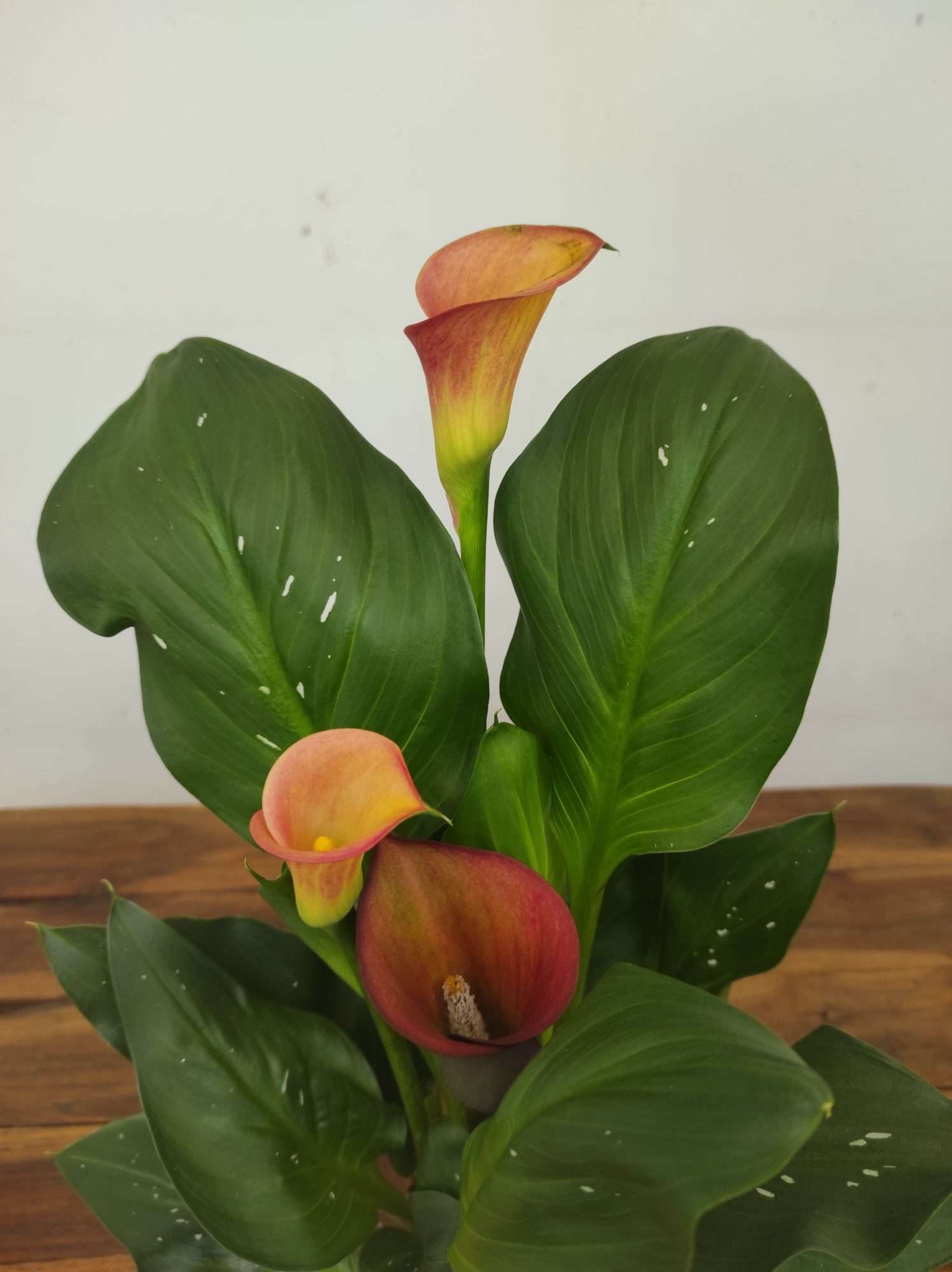 Zantedeschia - Jarro laranja