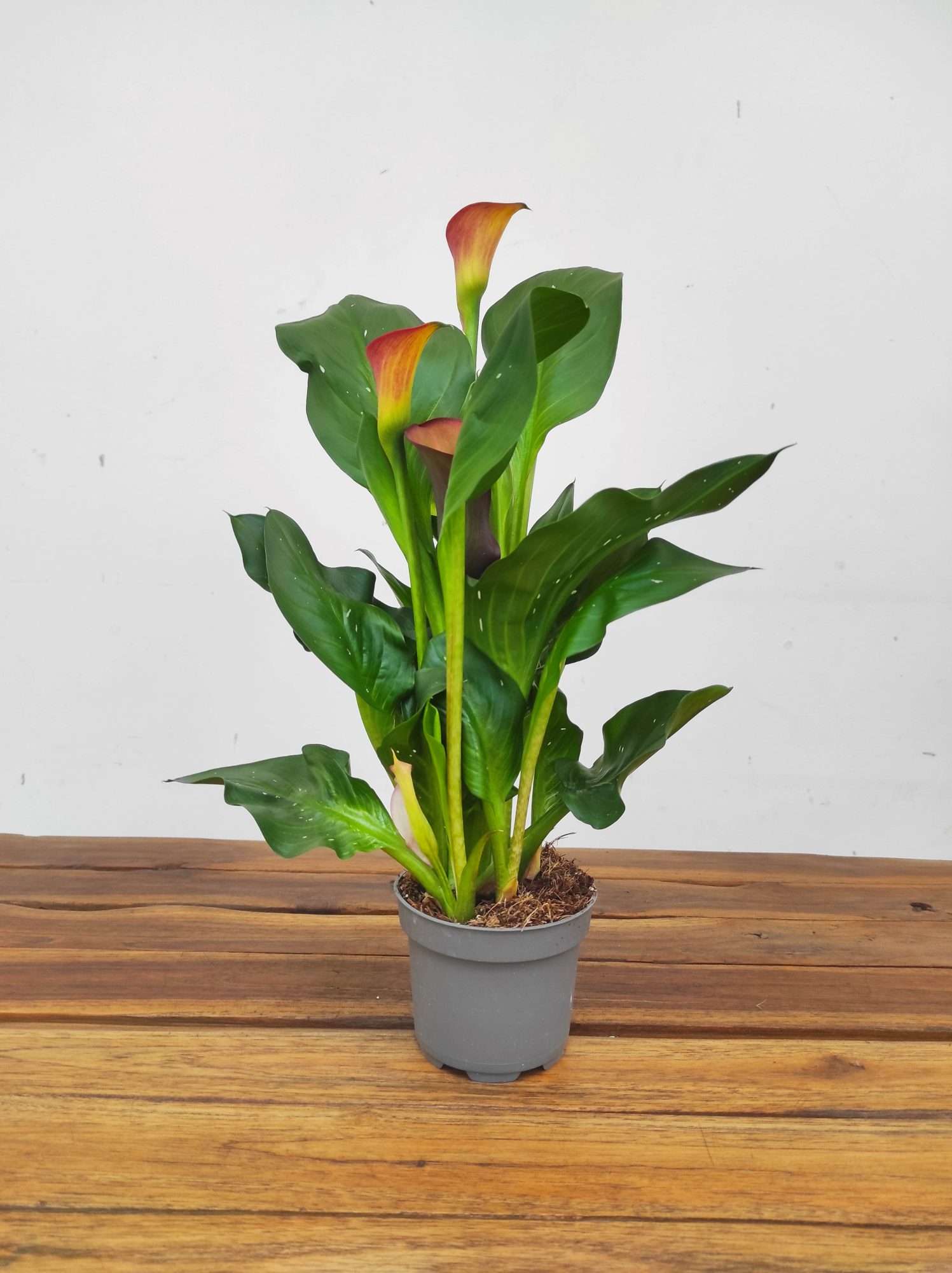 Zantedeschia - Jarro laranja - Image 2