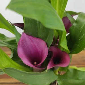 Zantedeschia - Jarro lilas